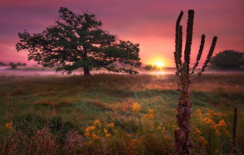 Solitary Oak Tree — Purple, Serene