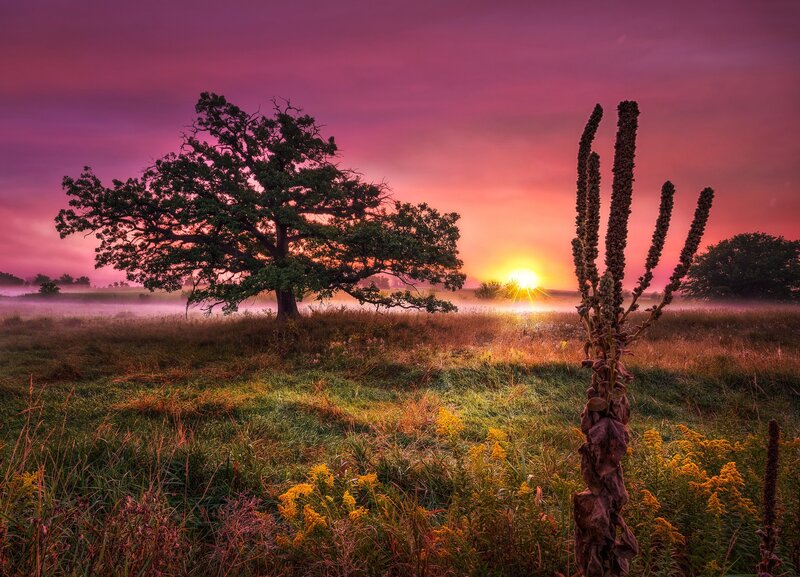 Solitary Oak Tree — Purple