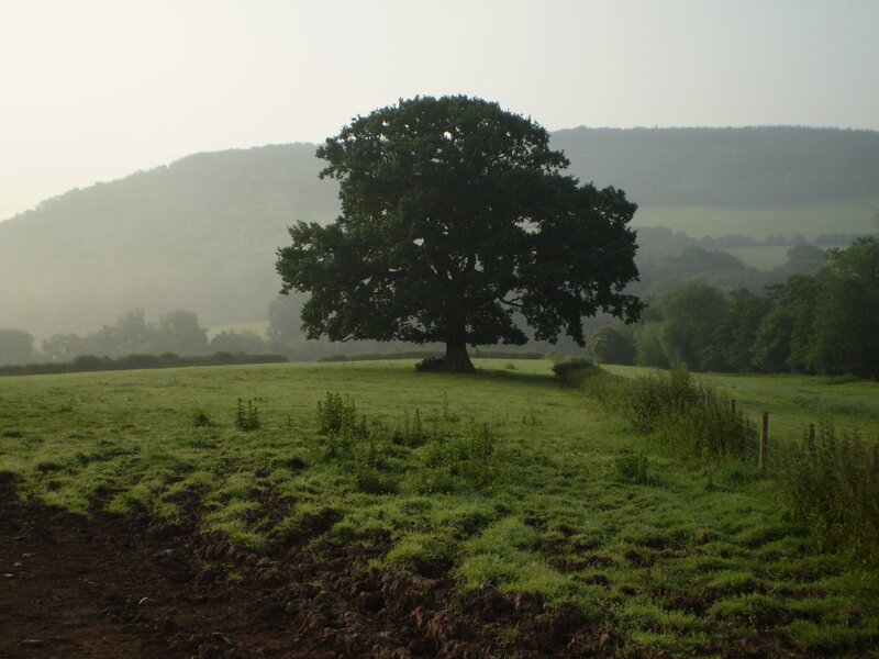 Solitary Oak Tree