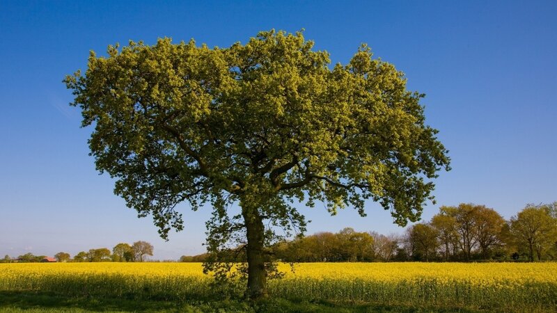 Solitary Oak Tree — Yellow, Serene, Afternoon, Photograph, Field, Sky