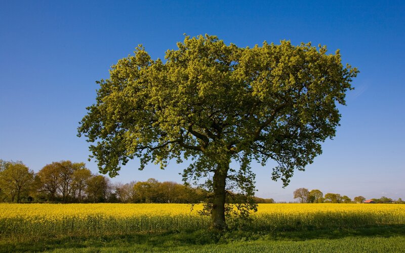 Solitary Oak Tree — Yellow, Serene, Afternoon
