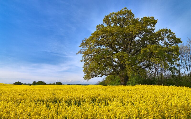 Solitary Oak Tree — Yellow, Serene