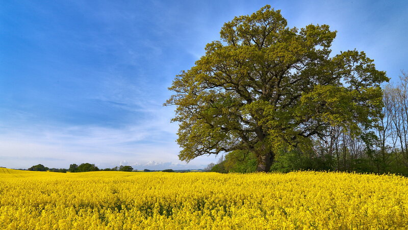 Solitary Oak Tree — Yellow