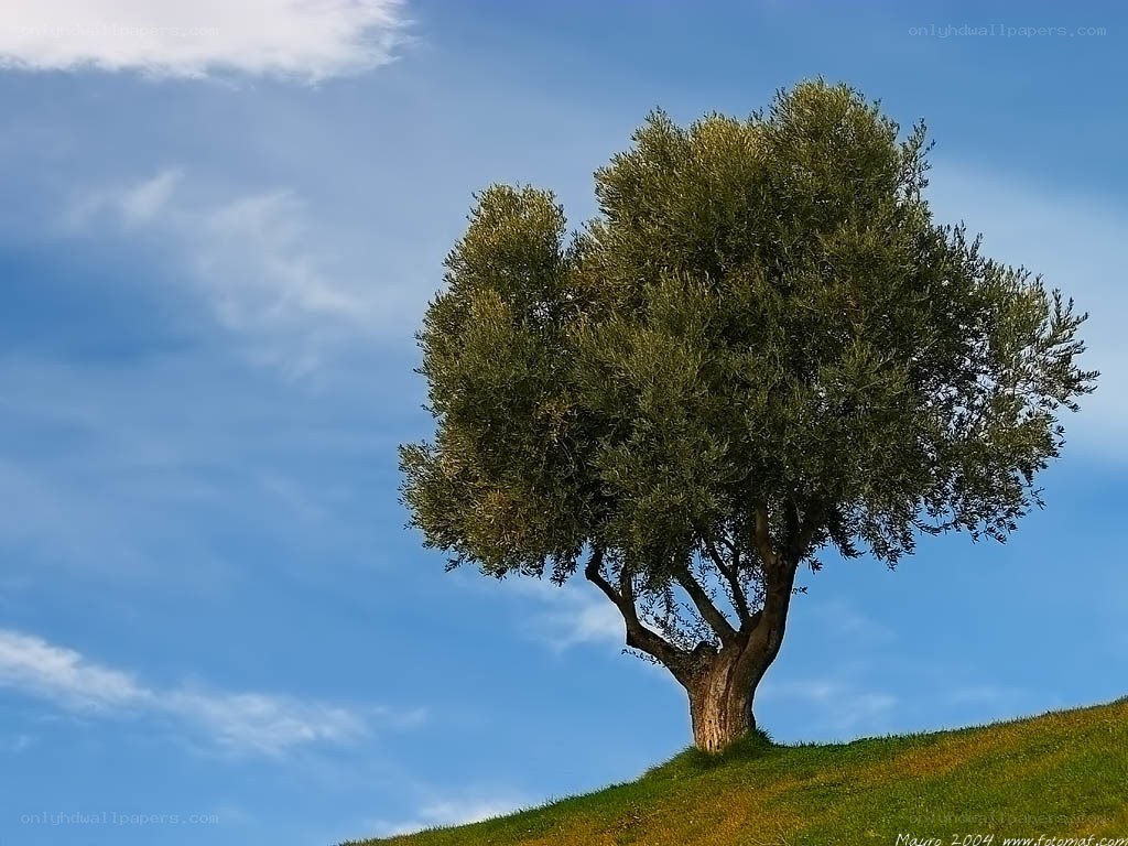 solitary olive tree on a hill