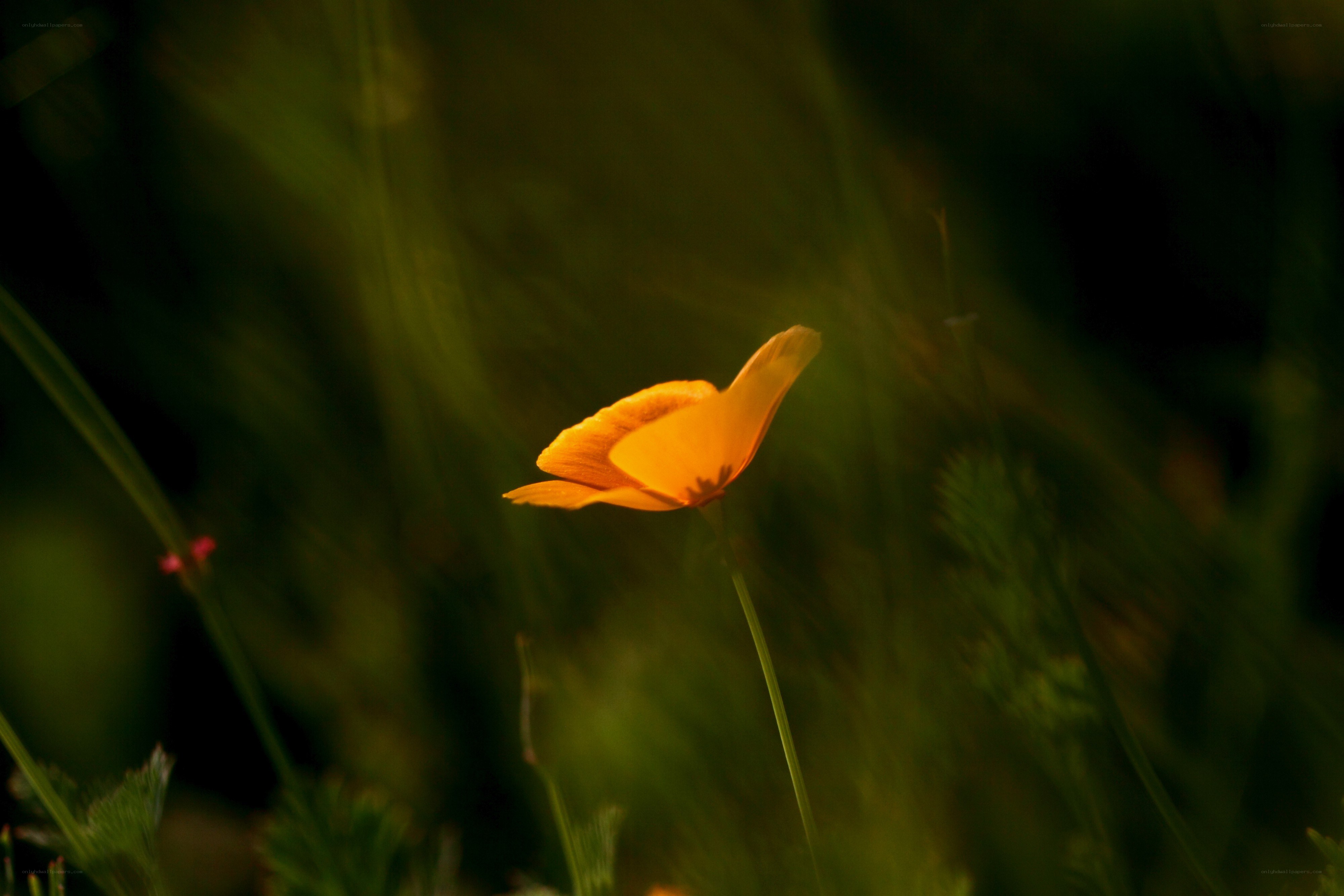 solitary orange flower in grass