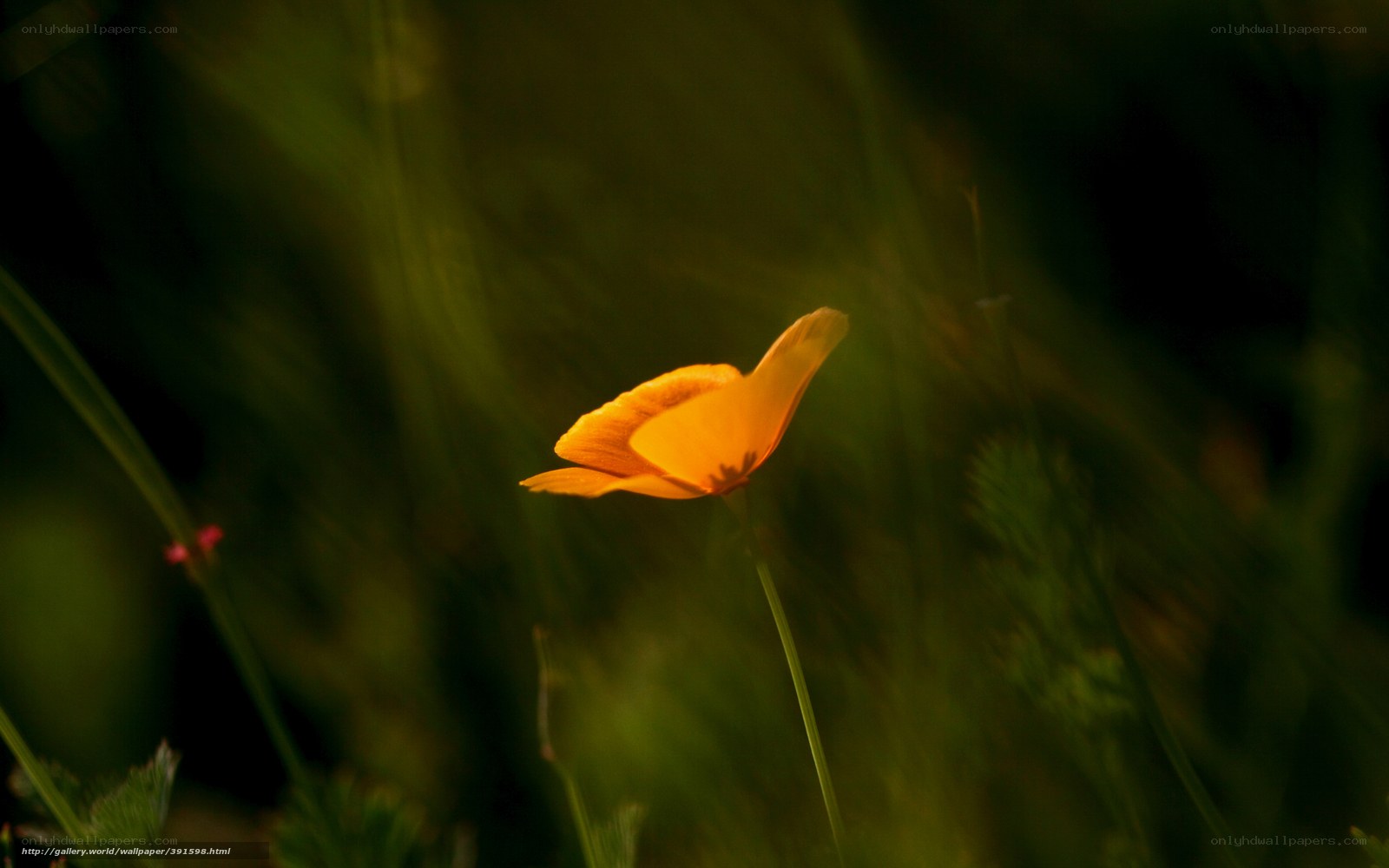 solitary orange flower in grass