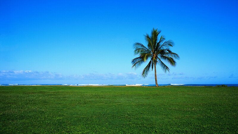 Solitary palm tree on beach