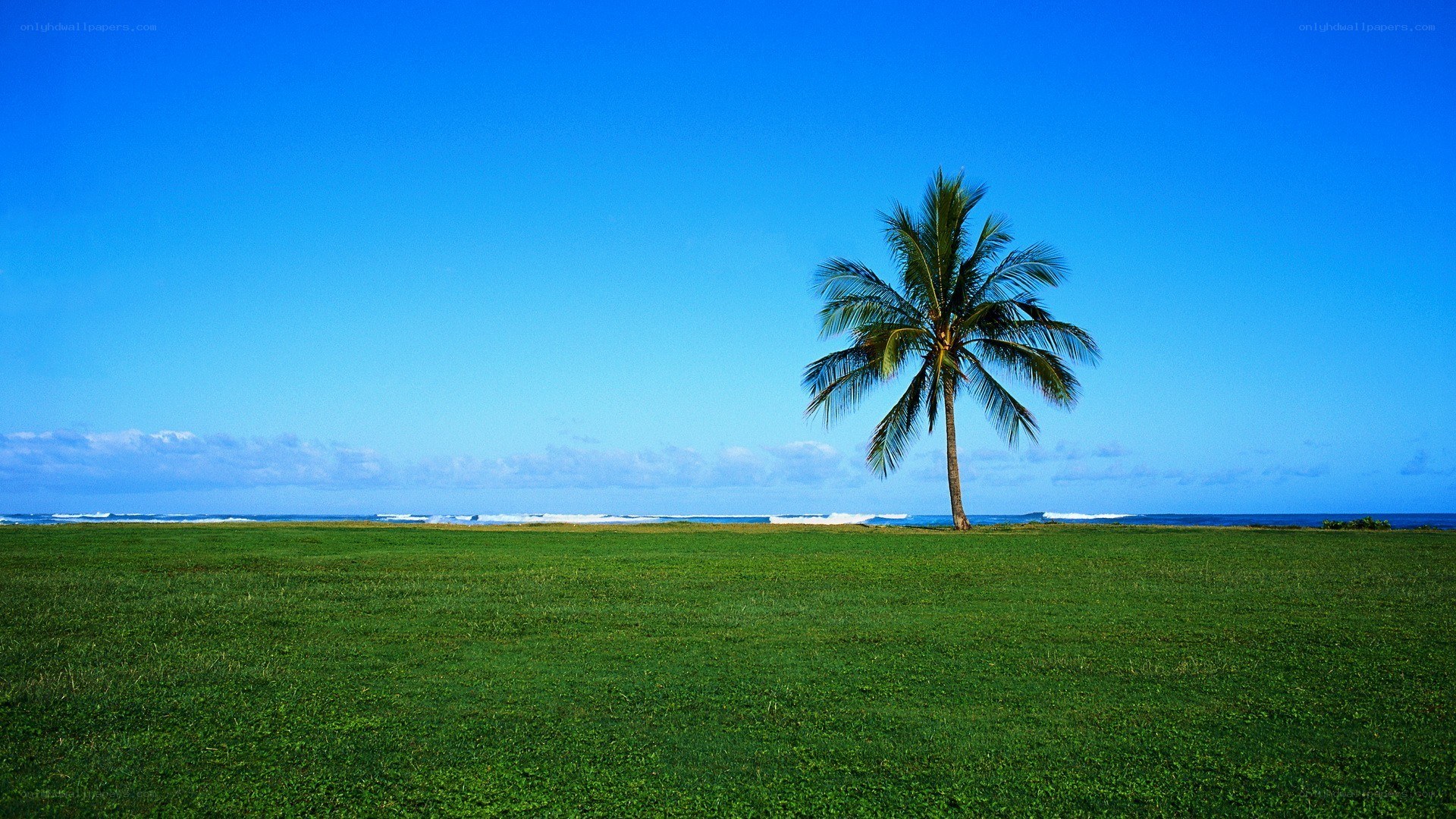 Solitary palm tree on beach