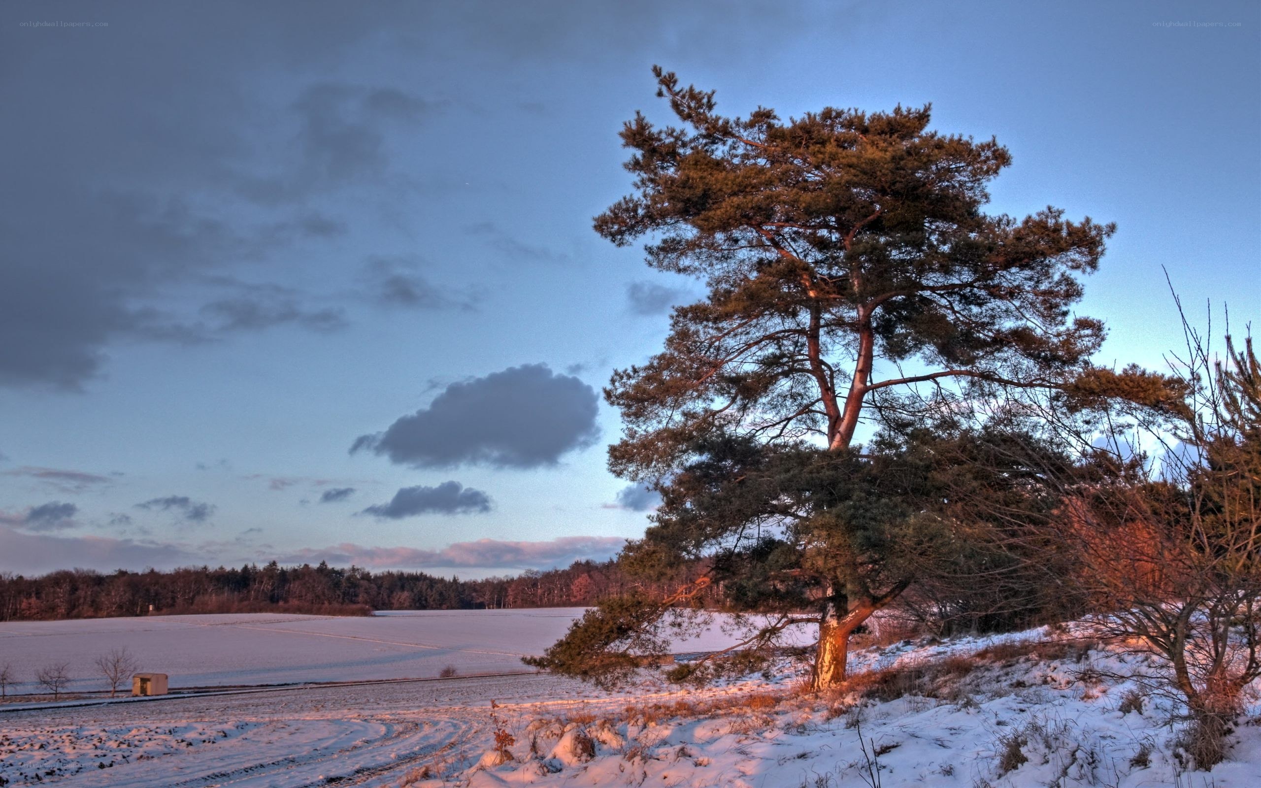 Solitary pine in snowy landscape