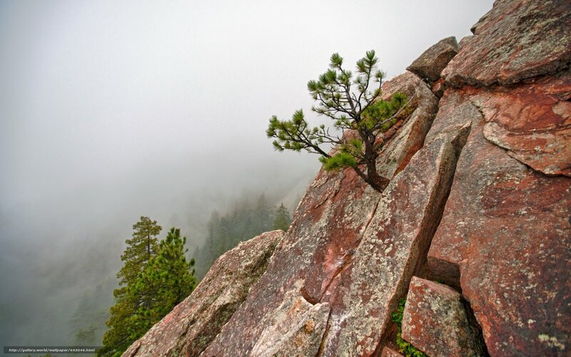 Solitary pine on a rocky cliff