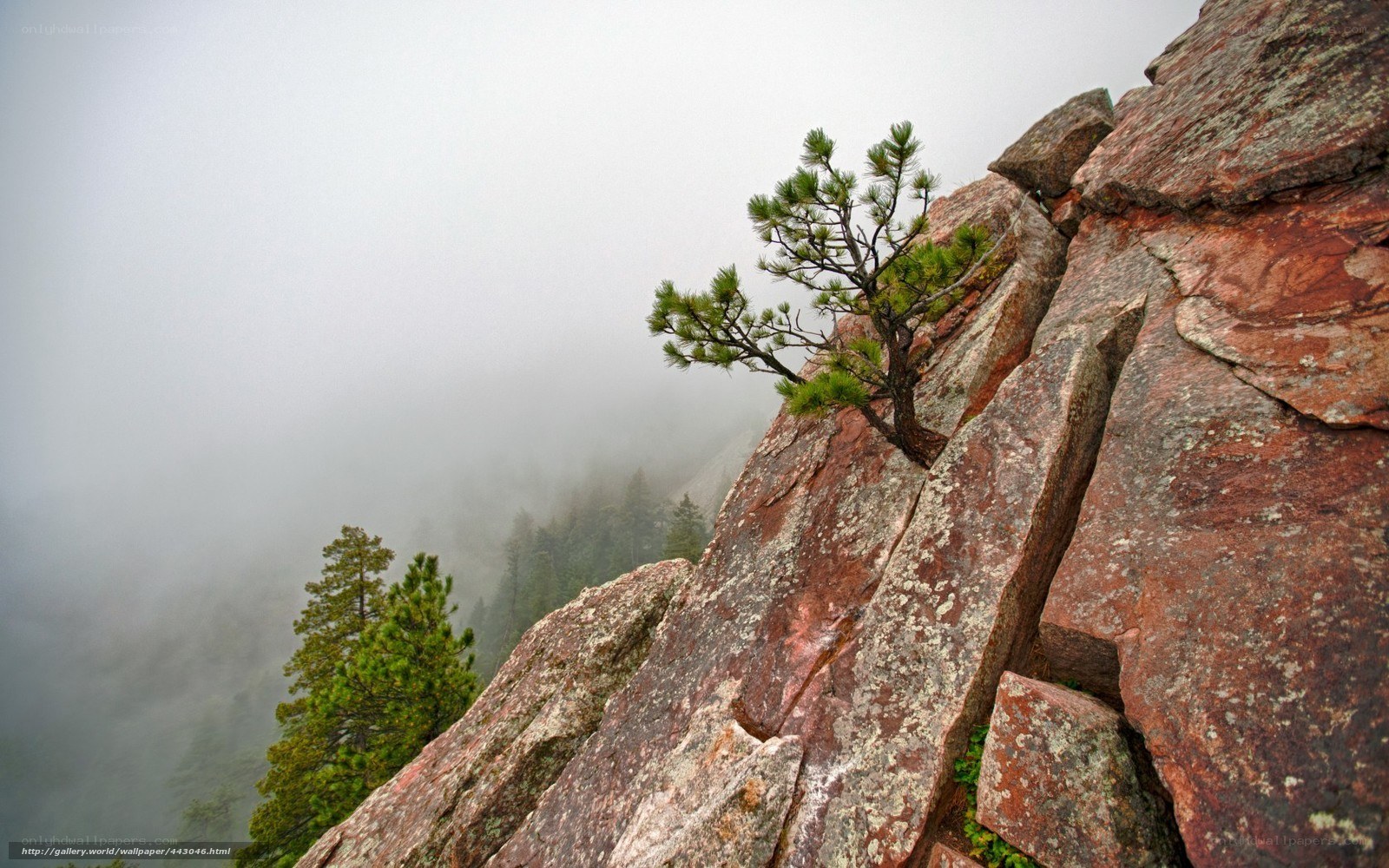 Solitary pine on a rocky cliff
