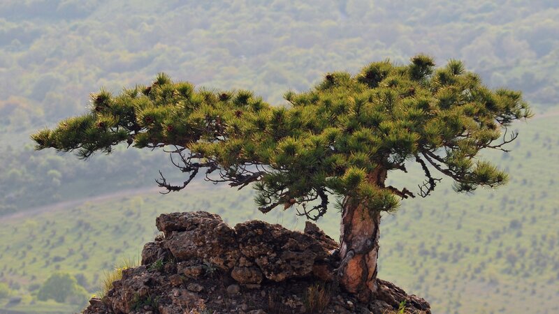 Solitary pine on a rocky outcrop