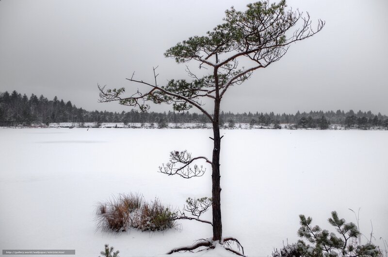 Solitary pine on frozen lake