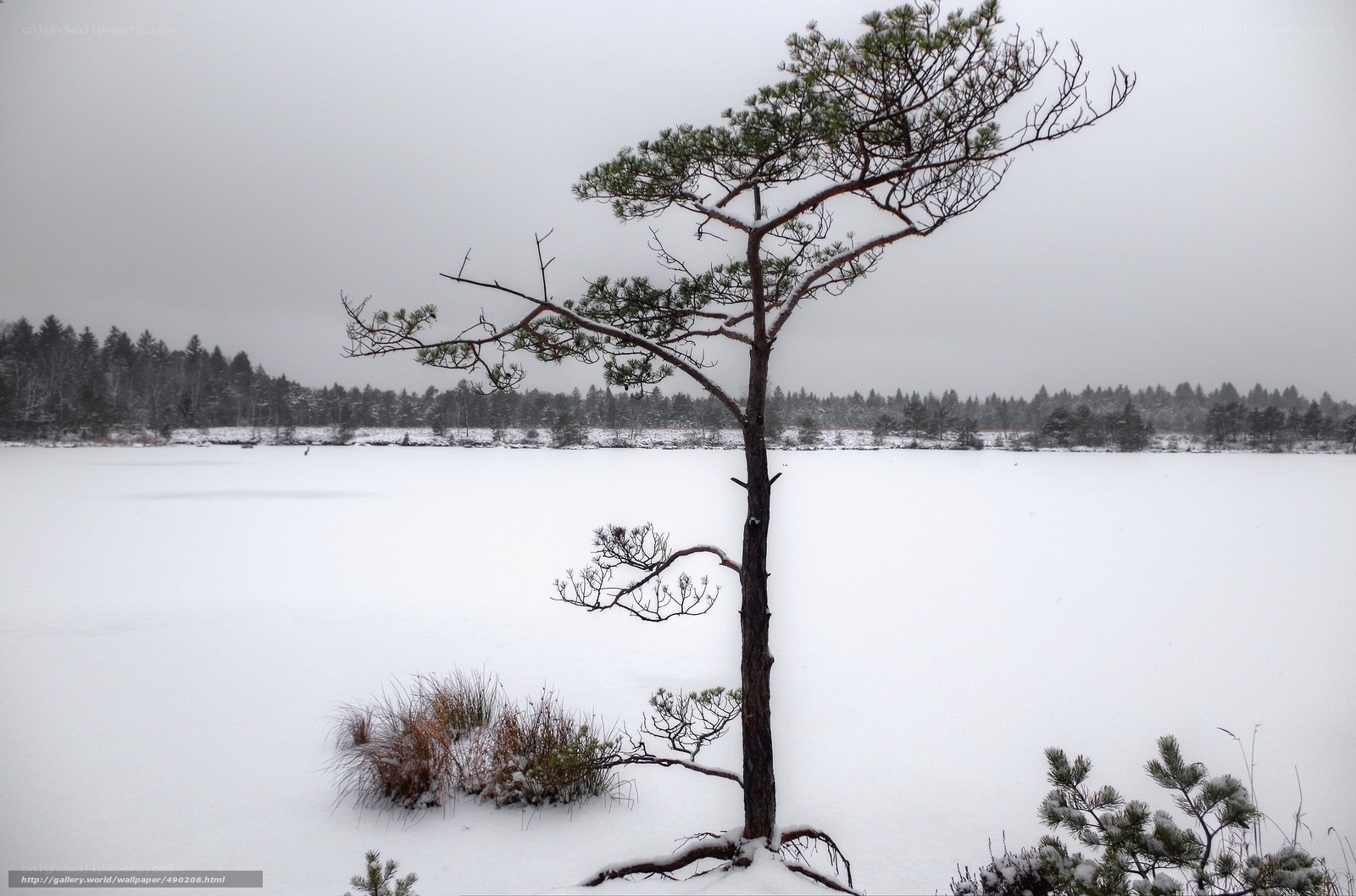 Solitary pine on frozen lake