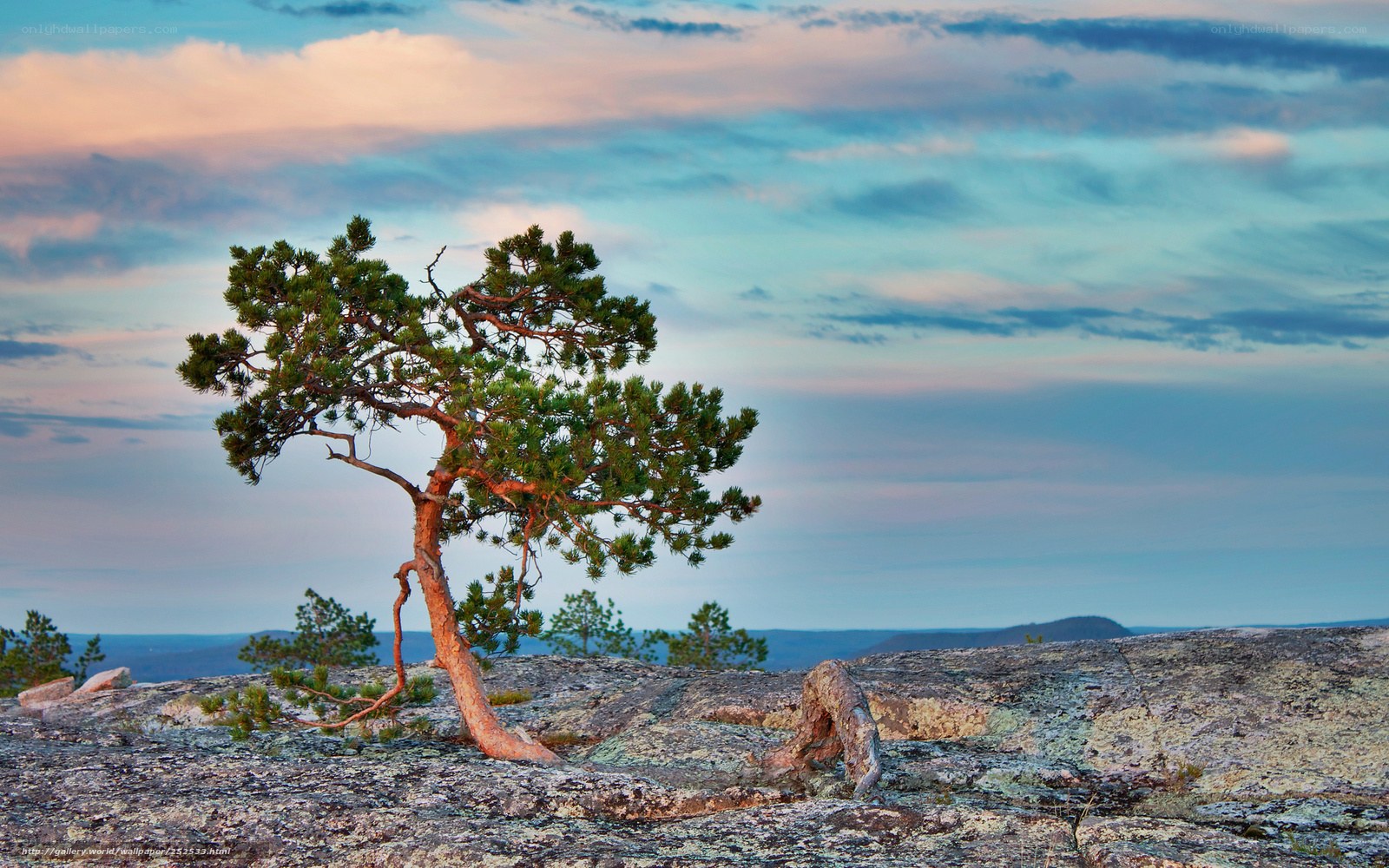 Solitary pine on rocky cliff