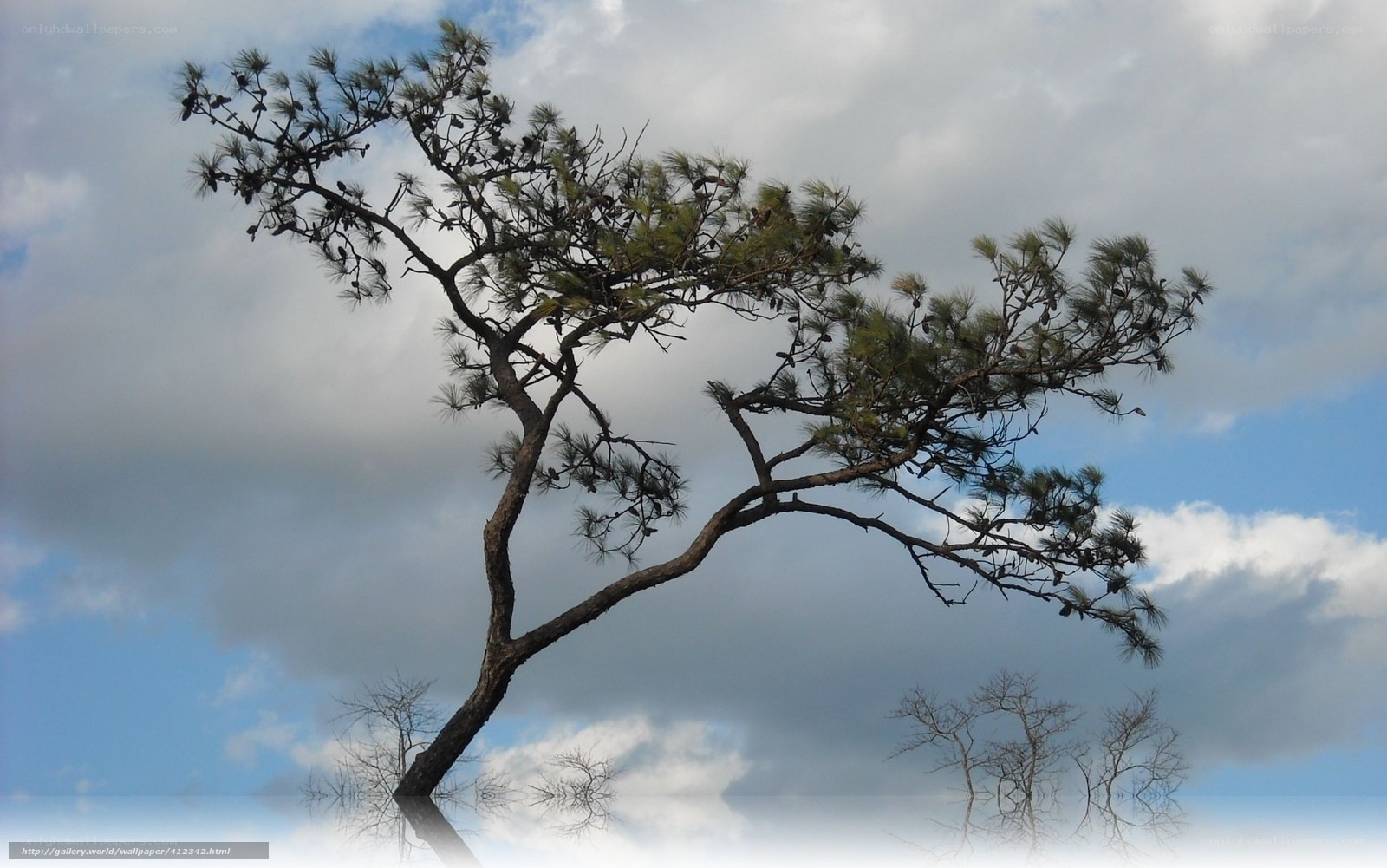 Solitary pine tree against cloudy sky
