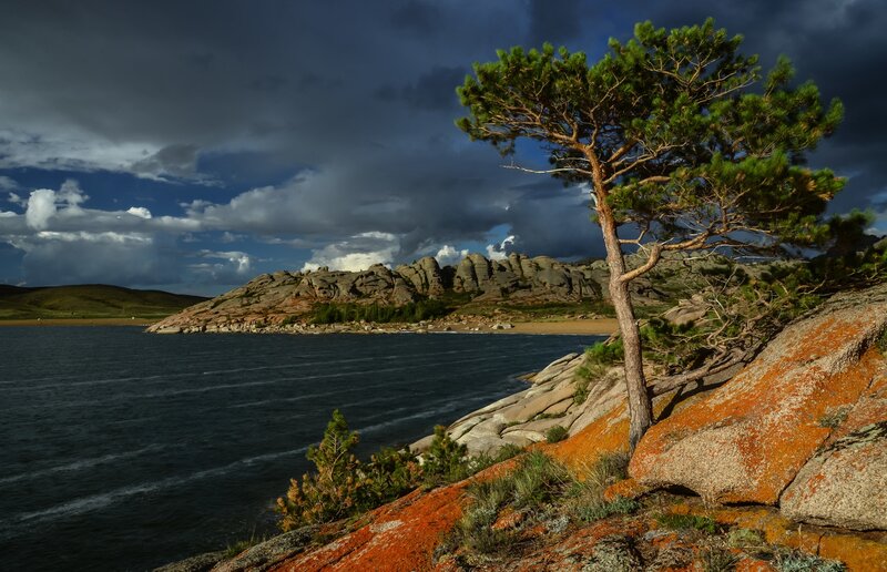 Solitary Pine Tree — Blue, Dramatic, Afternoon, Photograph