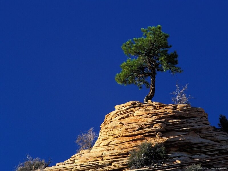 Solitary Pine Tree — Blue, Dramatic, Afternoon