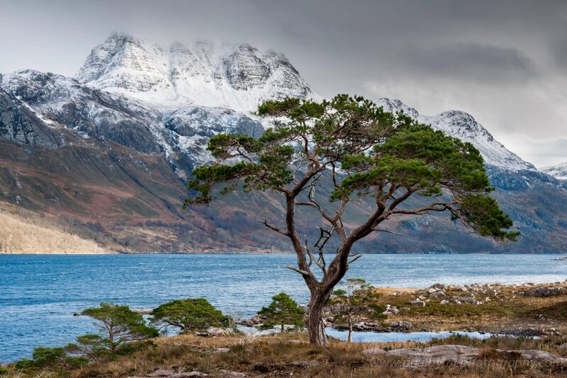 Solitary Pine Tree — Blue, Dramatic, Photograph