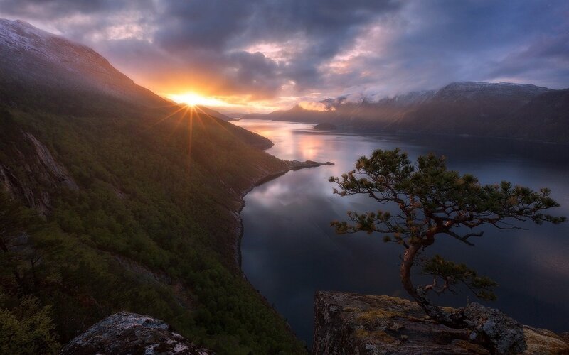 Solitary Pine Tree — Blue, Dramatic, Sunrise