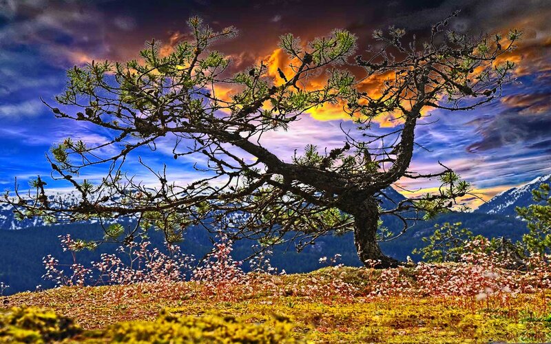 Solitary Pine Tree — Blue, Dramatic