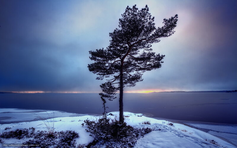 Solitary Pine Tree — Blue, Dramatic, Winter, Photograph