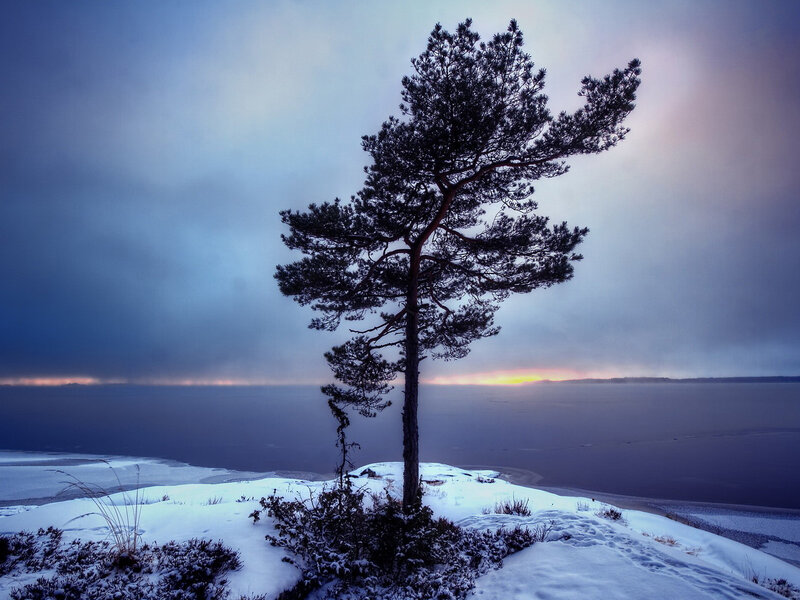 Solitary Pine Tree — Blue, Dramatic, Winter