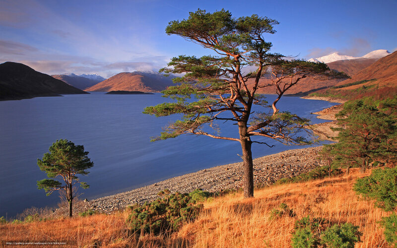 Solitary Pine Tree — Blue, Serene, Afternoon, Photograph, Lake, Mountains