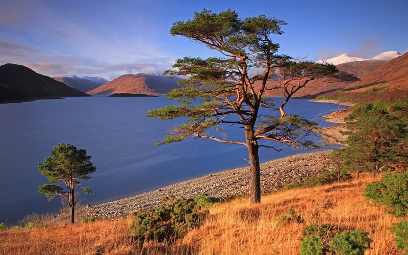 Solitary Pine Tree — Blue, Serene, Afternoon, Photograph, Lake