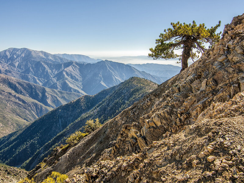 Solitary Pine Tree — Blue, Serene, Afternoon, Photograph