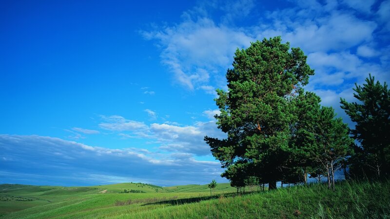 Solitary Pine Tree — Blue, Serene, Afternoon