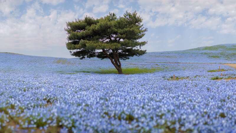 Solitary Pine Tree — Blue, Serene, Spring