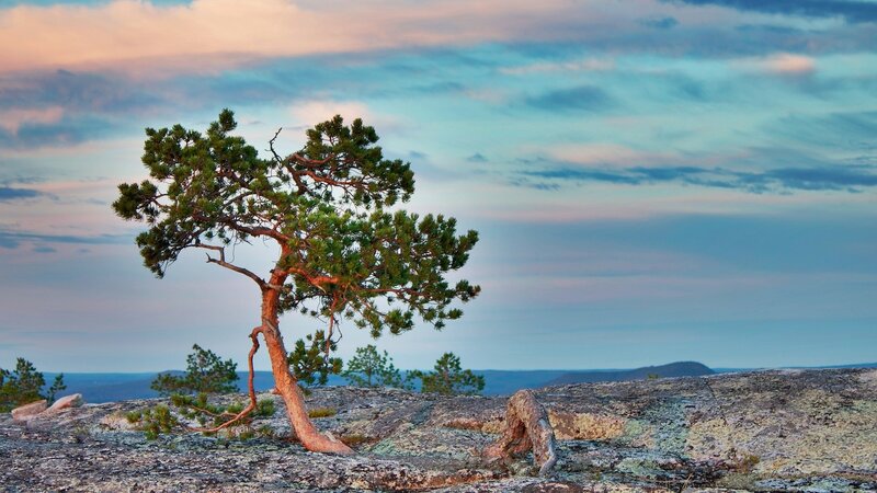 Solitary Pine Tree — Blue, Serene, Sunset, Photograph, Rocky Terrain, Clouds, Sky