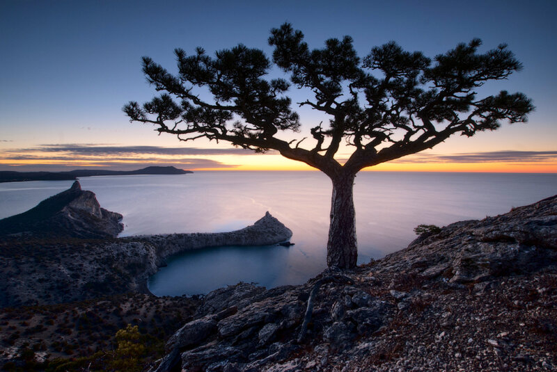 Solitary Pine Tree — Blue, Serene, Sunset, Photograph, Sea