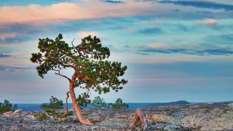 Solitary Pine Tree — Blue, Serene, Sunset, Photograph