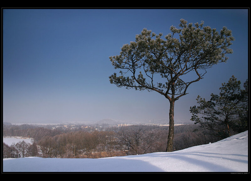 Solitary Pine Tree — Blue, Serene