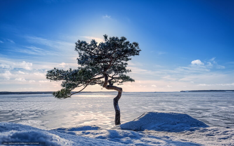 Solitary Pine Tree — Blue, Serene, Winter, Photograph