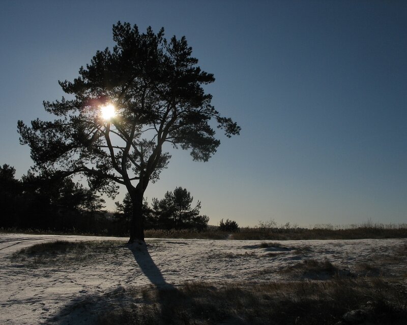 Solitary Pine Tree — Blue, Serene, Winter