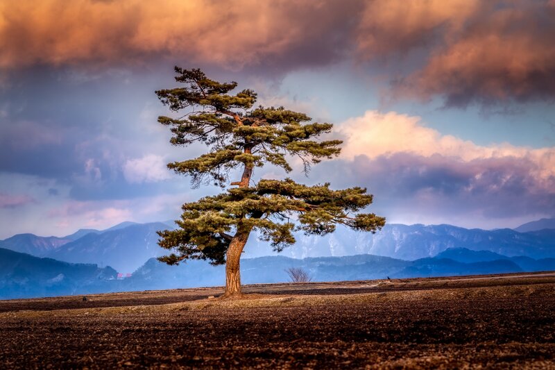 Solitary Pine Tree — Brown, Dramatic