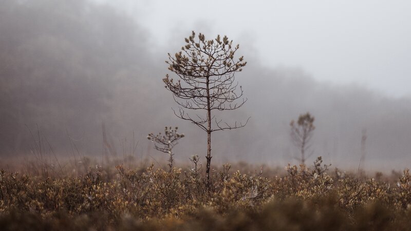 Solitary Pine Tree — Brown