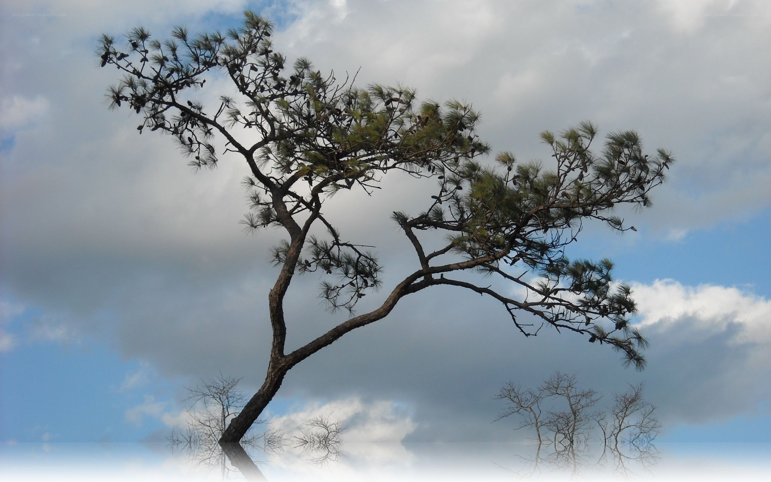 Solitary pine tree by water