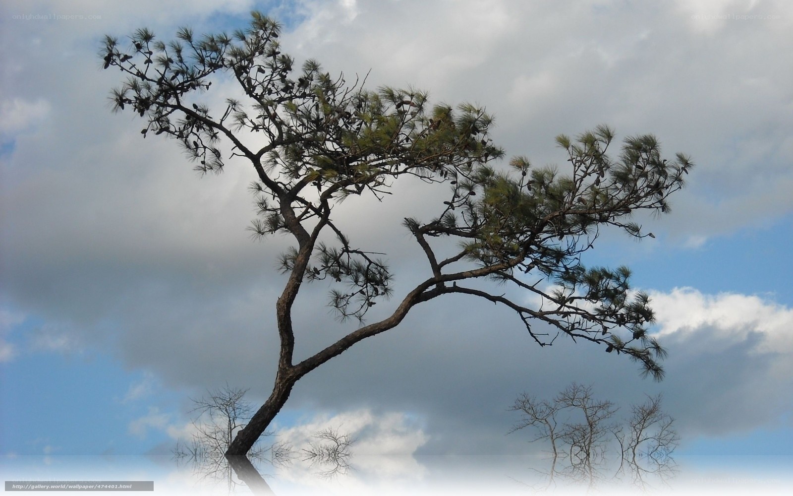 Solitary pine tree by water