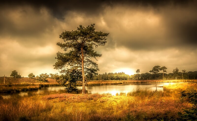 Solitary Pine Tree — Golden