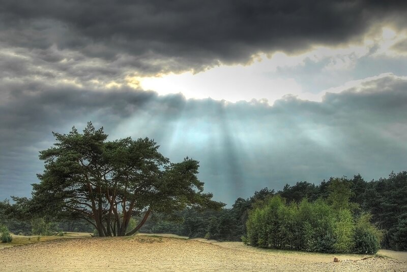 Solitary Pine Tree — Gray, Dramatic