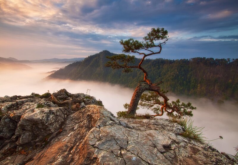 Solitary Pine Tree — Gray, Serene, Morning