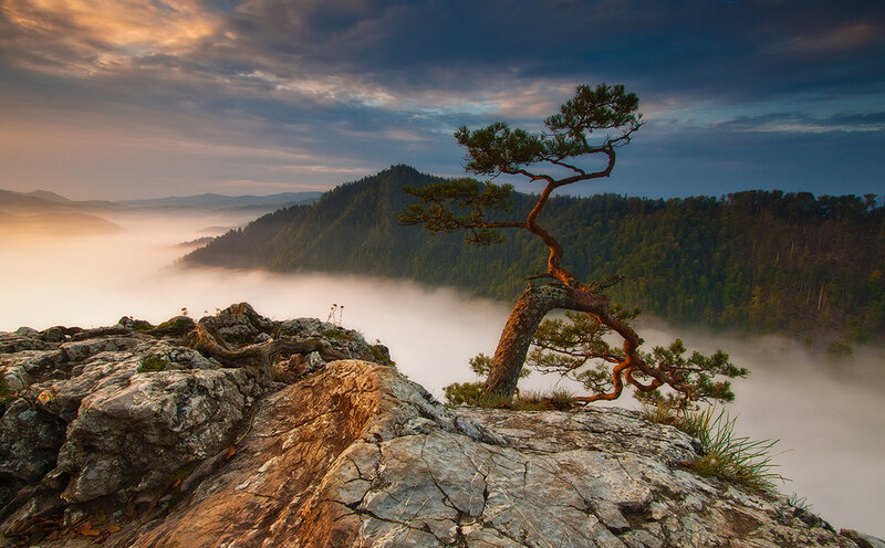 Solitary Pine Tree — Gray, Serene