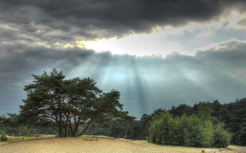 Solitary Pine Tree — Gray