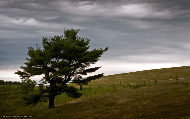 Solitary Pine Tree — Green, Dramatic, Afternoon