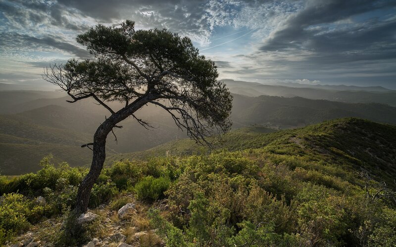 Solitary Pine Tree — Green, Dramatic, Sunset