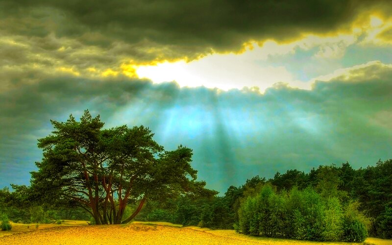 Solitary Pine Tree — Green, Dramatic